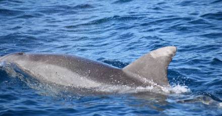 Pyrénées-Orientales - Terre Marine à la rencontre des Dauphins à Port Vendres