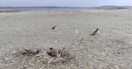 MARSEILLAN - Appel à la vigilance sur la lagune : des oiseaux rares nichent sur les tocs !