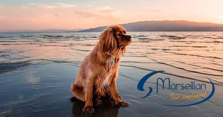 MARSEILLAN - L'accès des chiens tenus en laisse est autorisé dans trois plages de Marseillan.