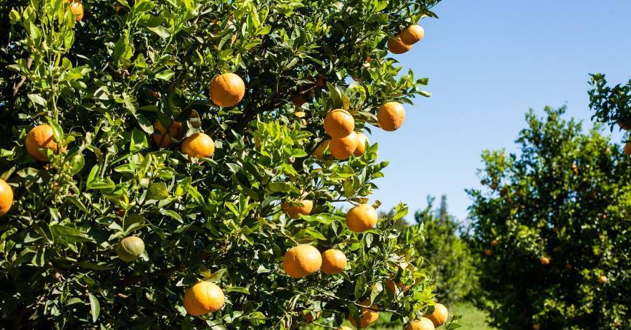 Hérault - Mesures de soutien pour faire face à la baisse du rendement des productions agricoles liée aux conditions climatiques