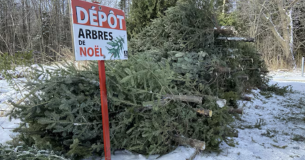 MARSEILLAN - Recyclez vos arbres de Noël ! Quatre de points de collecte sont mis en place à Marseillan !