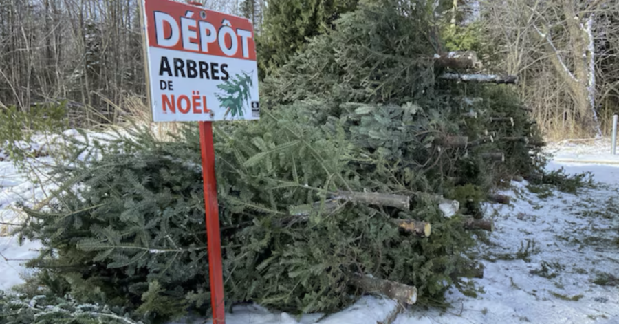 MARSEILLAN - Recyclez vos arbres de Noël ! Quatre de points de collecte sont mis en place à Marseillan !